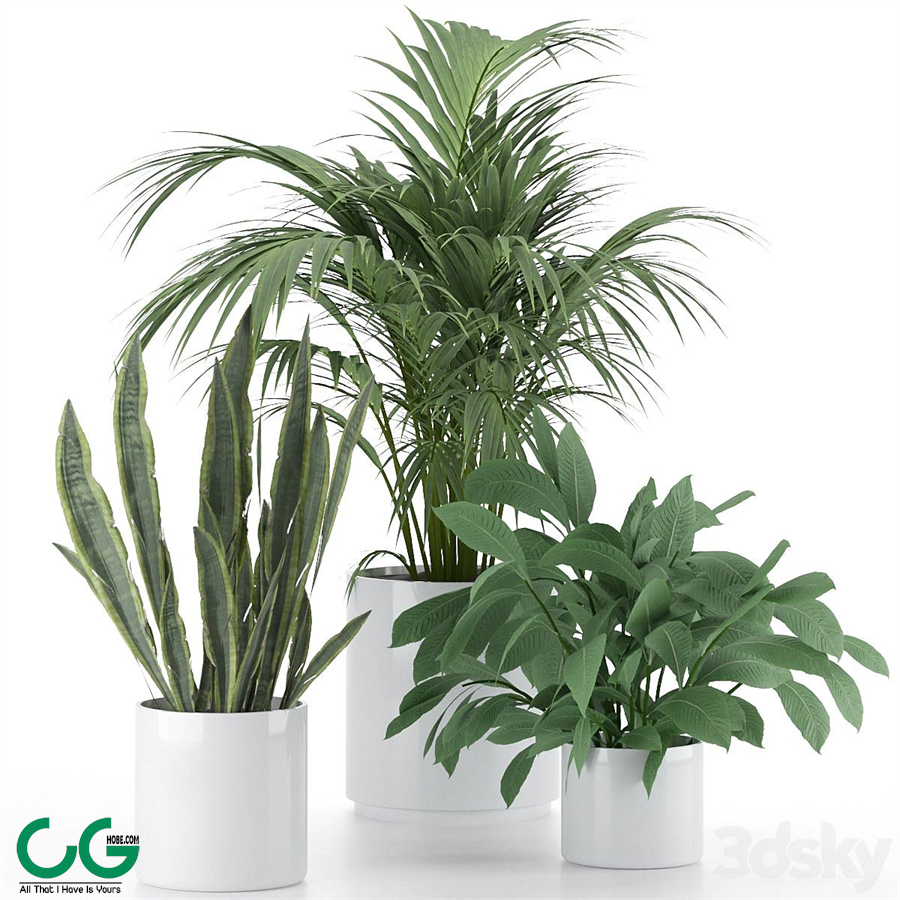 Plant-Set-001